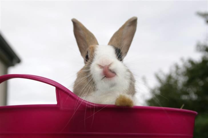 Kanin Beder's Magic Dandelion billede 1