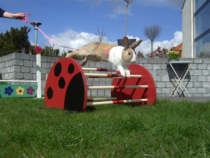 Kanin Beder's Magic Dandelion billede 2