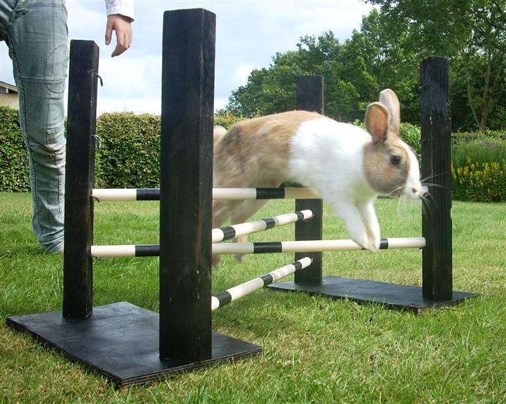 Kanin Beder's Magic Dandelion billede 3