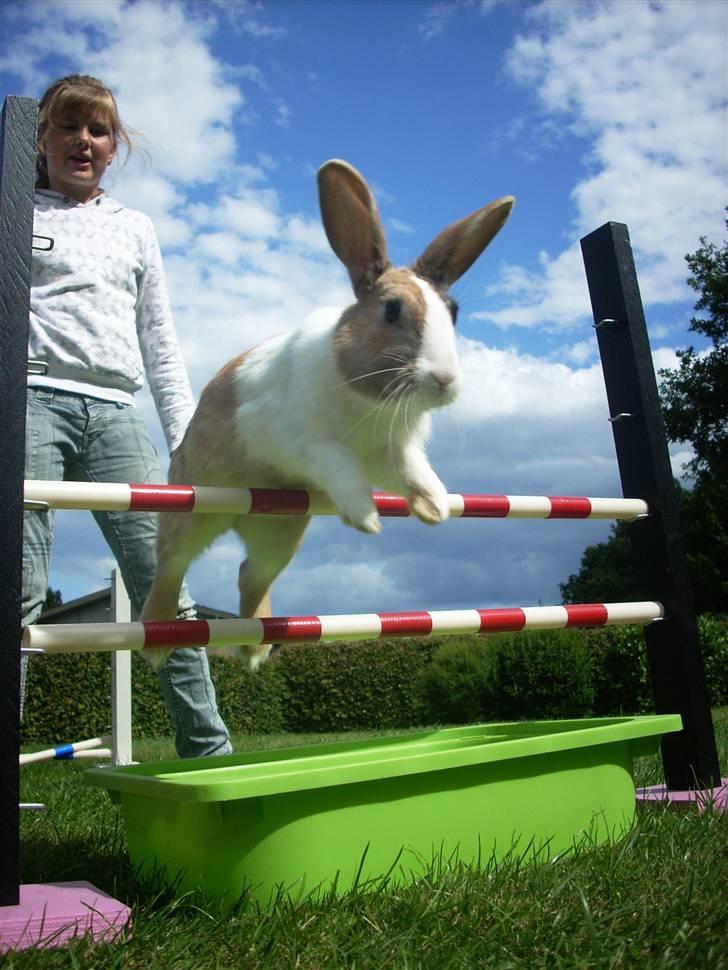 Kanin Beder's Magic Dandelion billede 4