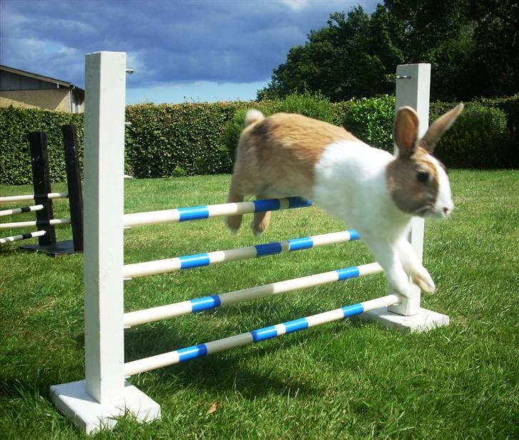 Kanin Beder's Magic Dandelion billede 5