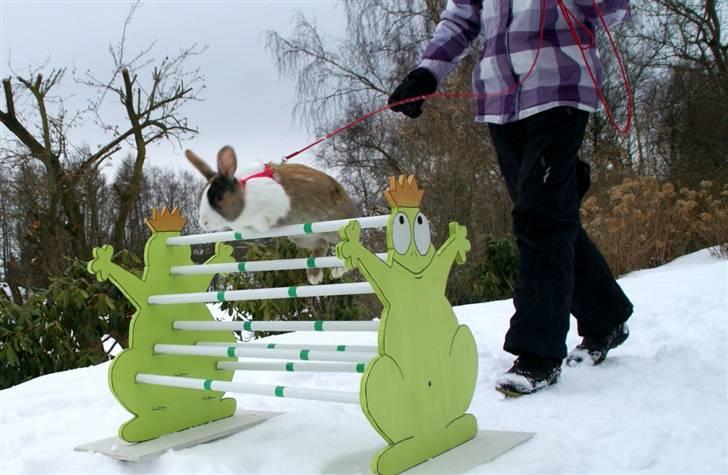 Kanin Beder's Magic Dandelion billede 7