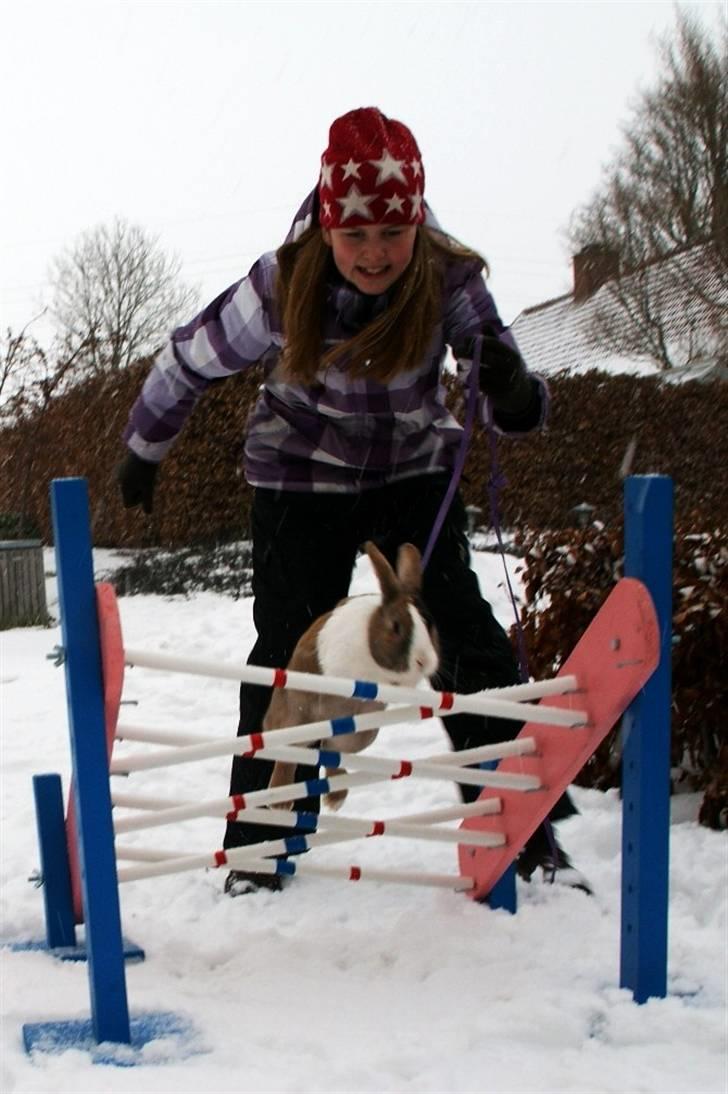 Kanin Beder's Magic Dandelion billede 8