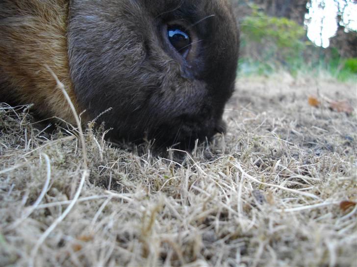 Kanin Kajo billede 12