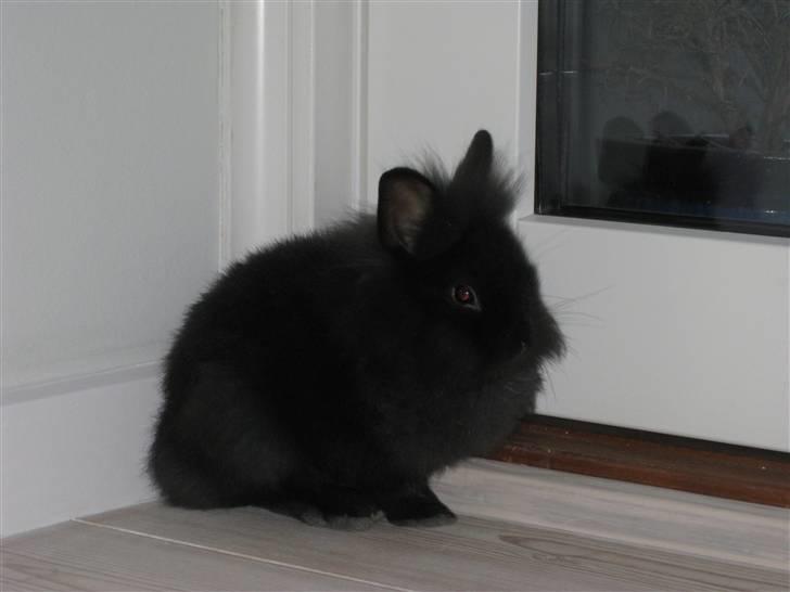 Kanin Chilli  billede 1