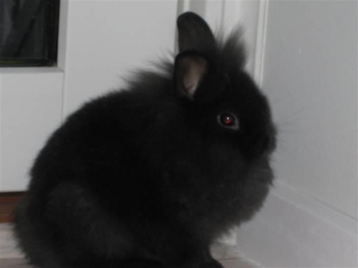 Kanin Chilli  billede 2