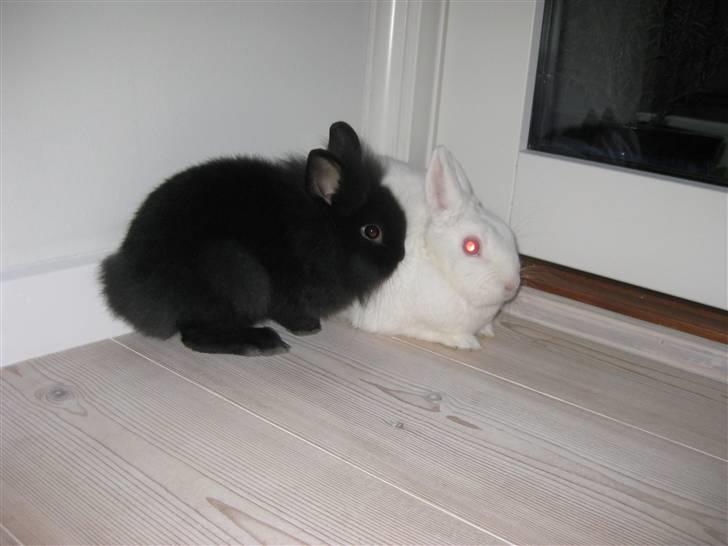 Kanin Chilli  billede 3