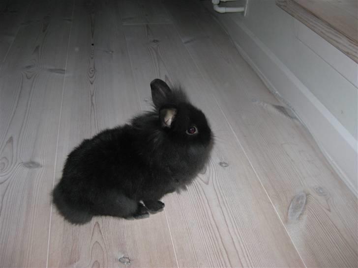 Kanin Chilli  billede 4