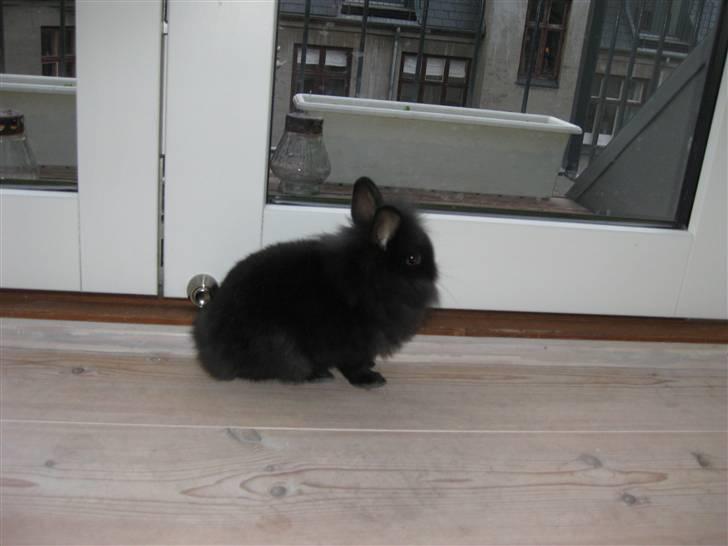 Kanin Chilli  billede 7