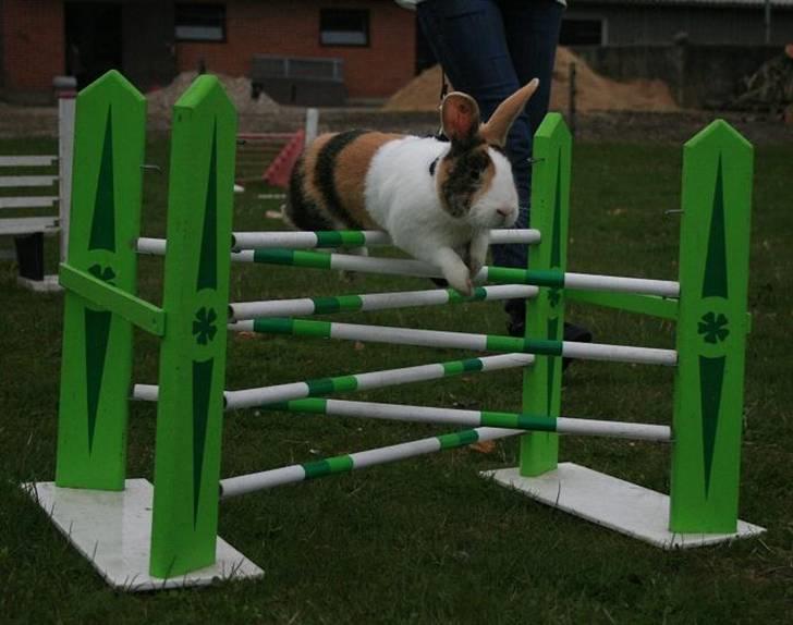 Kanin Beders Tropic Thunder billede 17