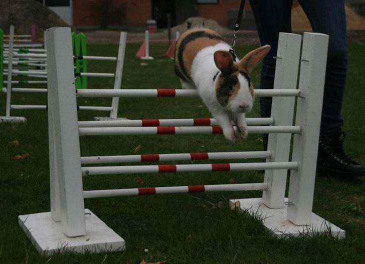 Kanin Beders Tropic Thunder billede 18