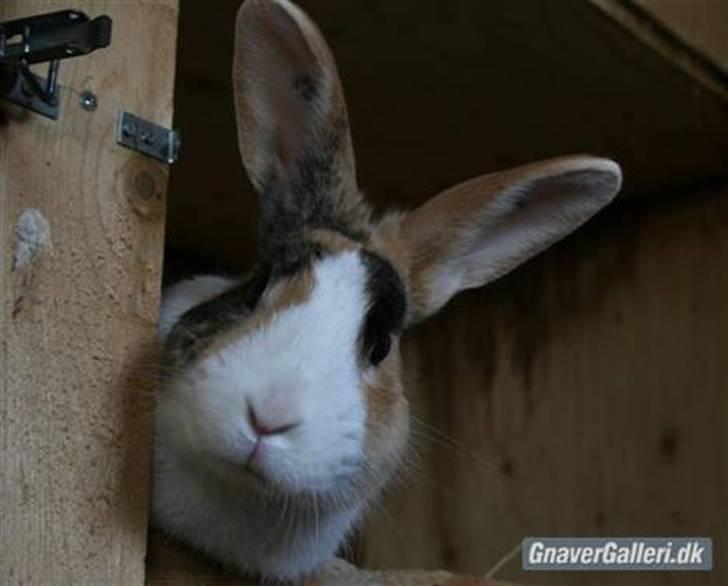 Kanin Beders Tropic Thunder billede 19