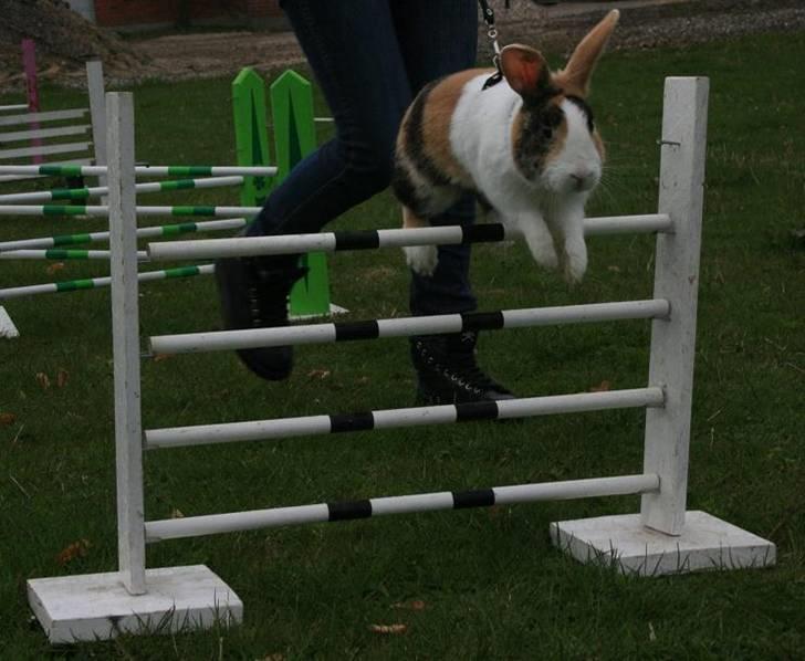 Kanin Beders Tropic Thunder billede 20