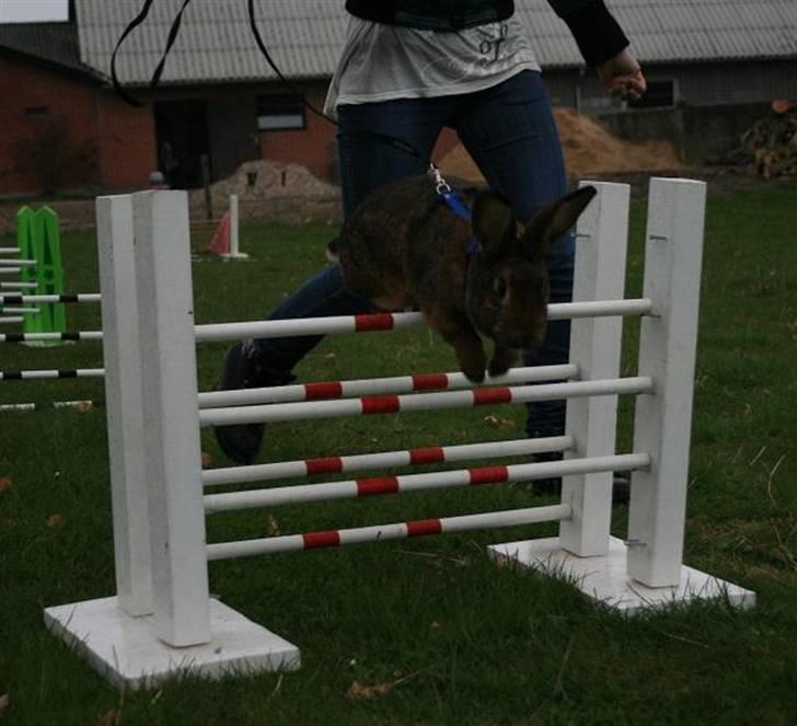 Kanin Magics Magic Highlight billede 14