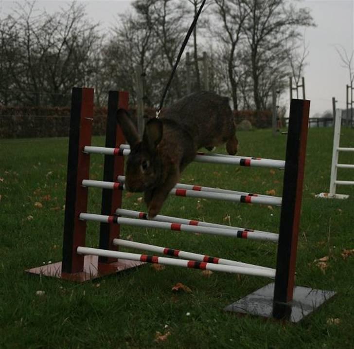 Kanin Magics Magic Highlight billede 15