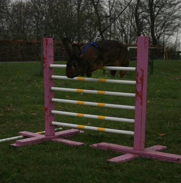 Kanin Magics Magic Highlight billede 16