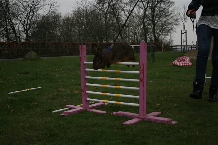 Kanin Magics Magic Highlight billede 17