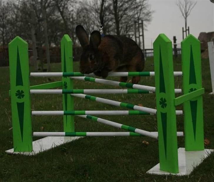 Kanin Magics Magic Highlight billede 18