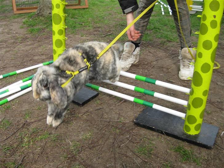 Kanin Phillipa billede 11