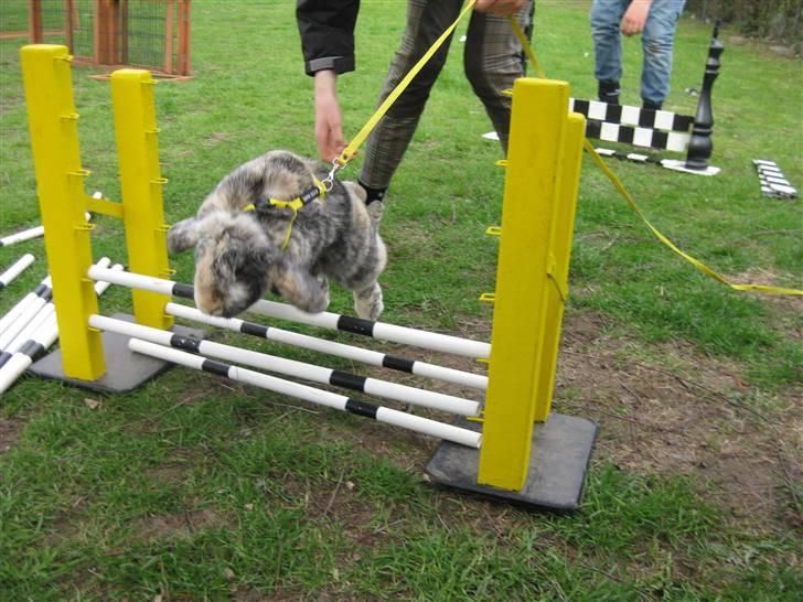 Kanin Phillipa billede 12