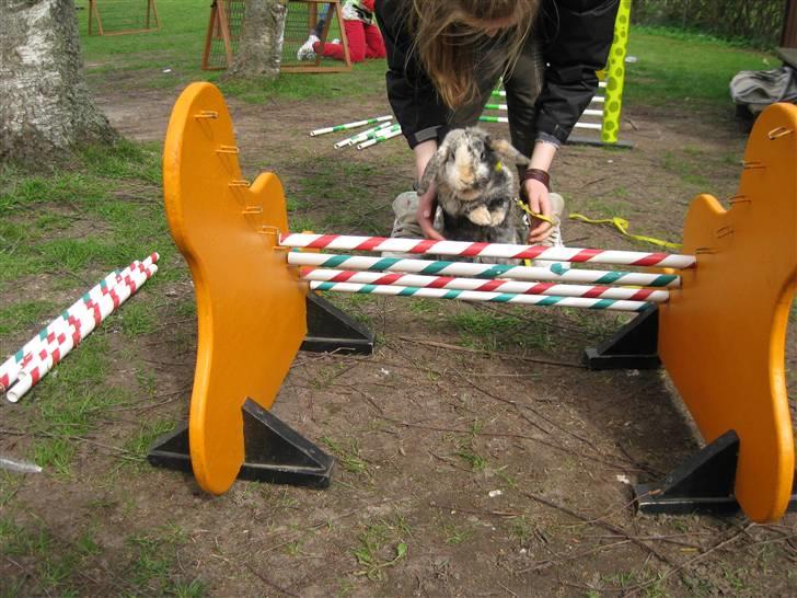 Kanin Phillipa billede 13