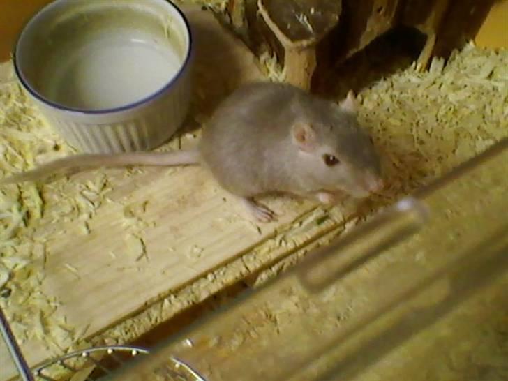 Ørkenrotte feluer - velkommen til feluer der kommer flere billider når jeg kommer hjem (efterskole) billede 1