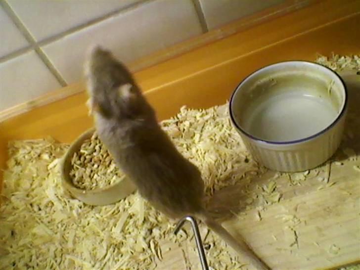 Ørkenrotte feluer - feluer der vil have med billede 2