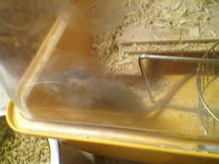 Ørkenrotte feluer - han graver i buret billede 3