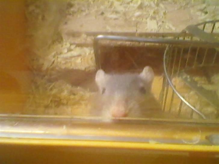 Ørkenrotte feluer - er der nogen billede 4