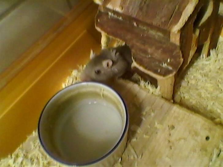 Ørkenrotte feluer - gemmer sig billede 5