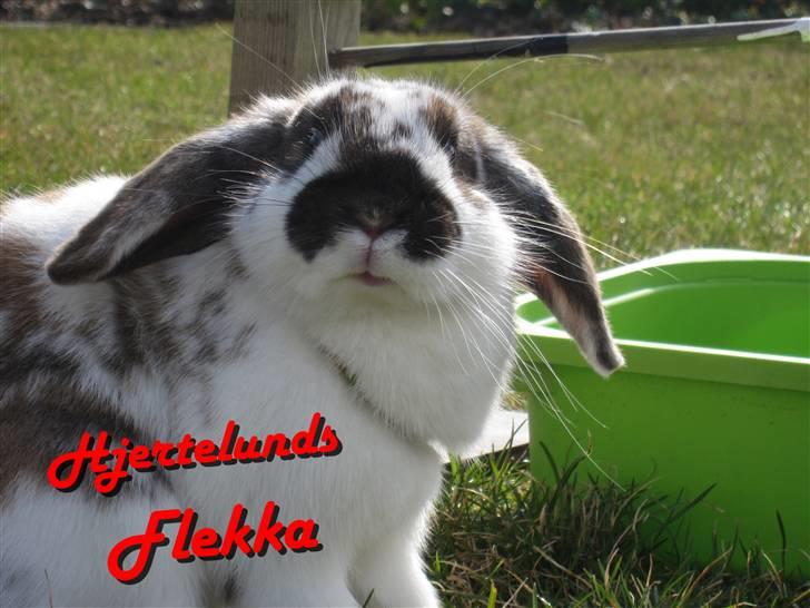 Kanin Hjertelunds Flekka billede 6