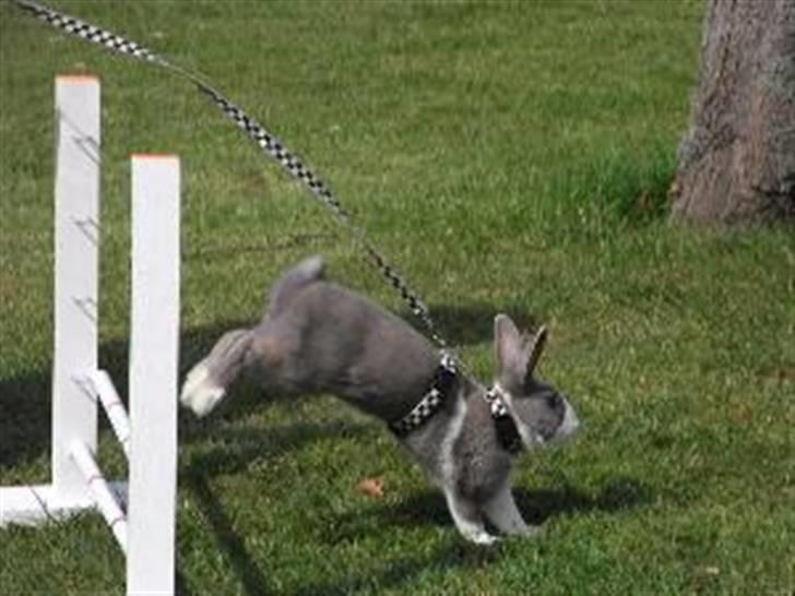 Kanin Strandvejs Mr. Soft Ice - Stævne i skjern :) billede 1