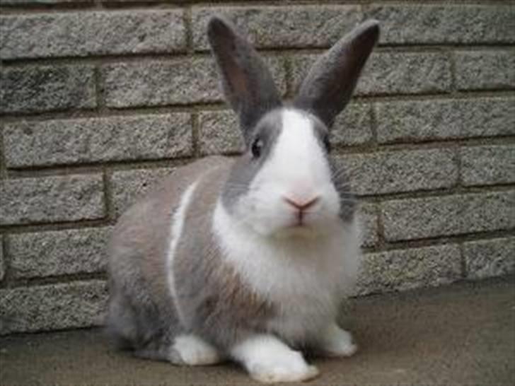 Kanin Strandvejs Mr. Soft Ice billede 2