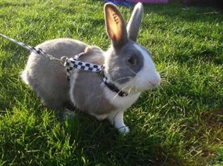 Kanin Strandvejs Mr. Soft Ice billede 3