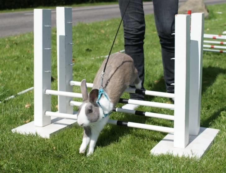 Kanin Strandvejs Mr. Soft Ice billede 4