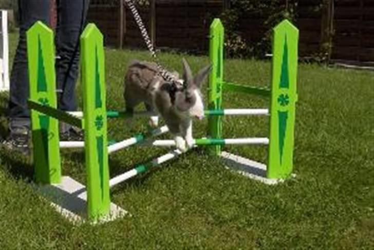 Kanin Strandvejs Mr. Soft Ice billede 5