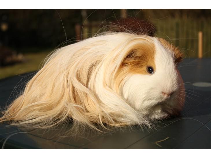 {{currentPhoto.altText}} billede {{currentPhoto.number}}