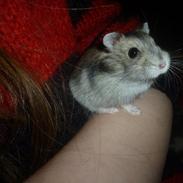 Dværghamster "Vinterhvid" | Willow