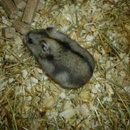 Dværghamster "Vinterhvid" | Willow