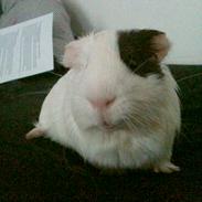 Marsvin Oskar (Ogga) <3