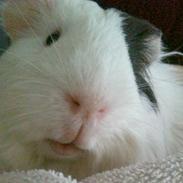 Marsvin Oskar (Ogga) <3