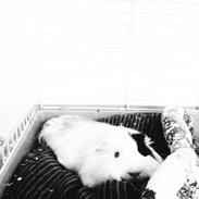 Marsvin Oskar (Ogga) <3