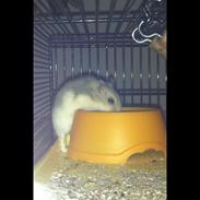 Dværghamster Lillemanden Noller ( Speedy )