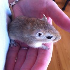 Ørkenrotte Aibu [tidligere gnaver]