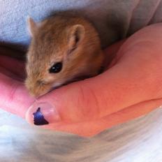 Ørkenrotte Aibu [tidligere gnaver]