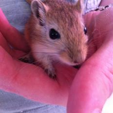 Ørkenrotte Aibu [tidligere gnaver]