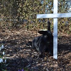 Kanin Nikki Ebony † 10/09-13 †