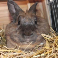 Kanin Prince Eddie<3 - Gået bort