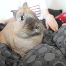 Kanin Prince Eddie<3 - Gået bort