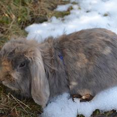 Kanin Voerladegaards Blue
